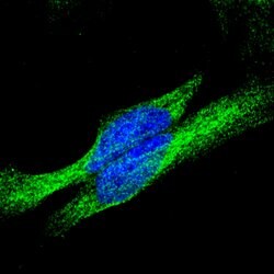 Goat anti-Rabbit IgG (H+L) Highly Cross-Adsorbed Secondary Antibody, Alexa